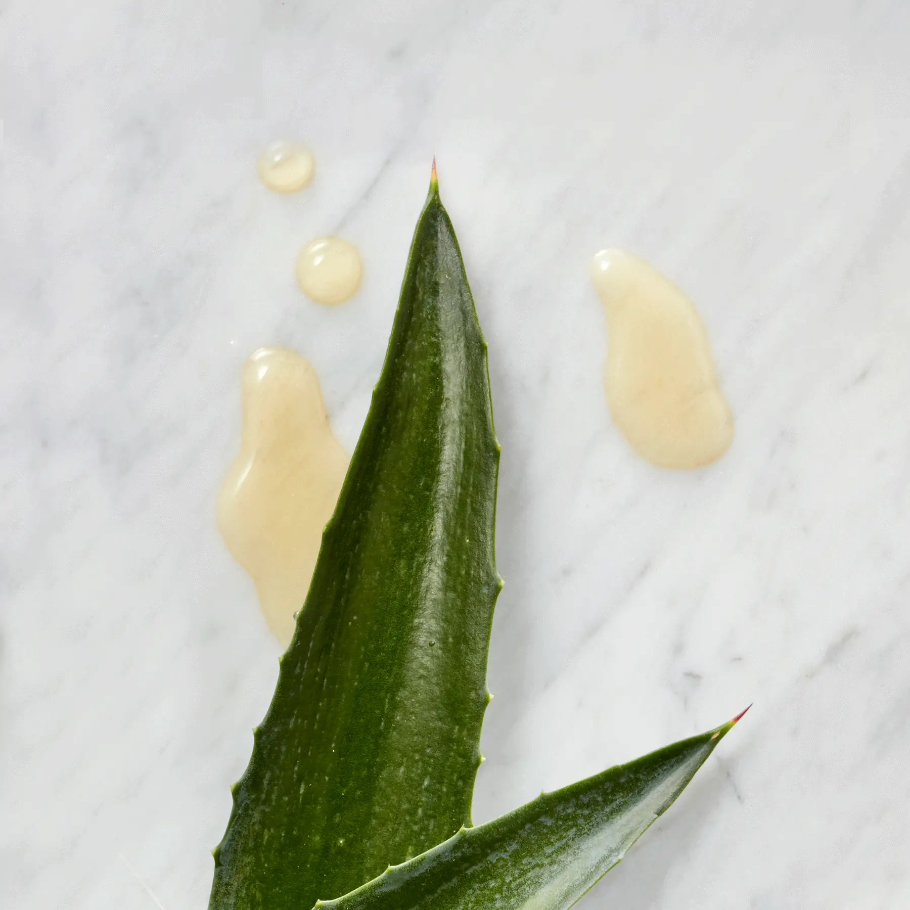 An agave leaf with agave syrup, which is helpful in soothing coughs associated with dry throat